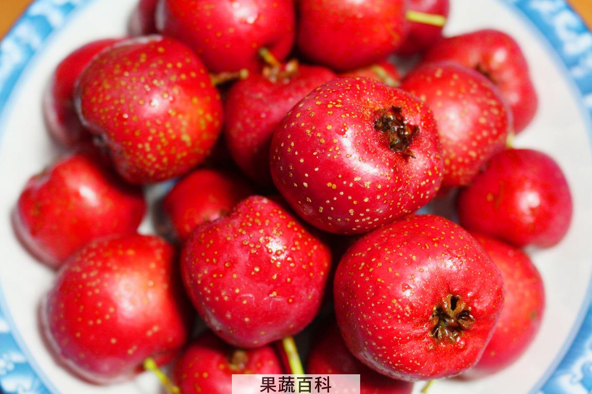 山楂的功效与作用 健胃抑菌促消化