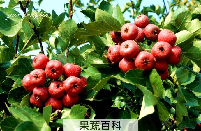 山楂的功效与作用 健胃抑菌促消化