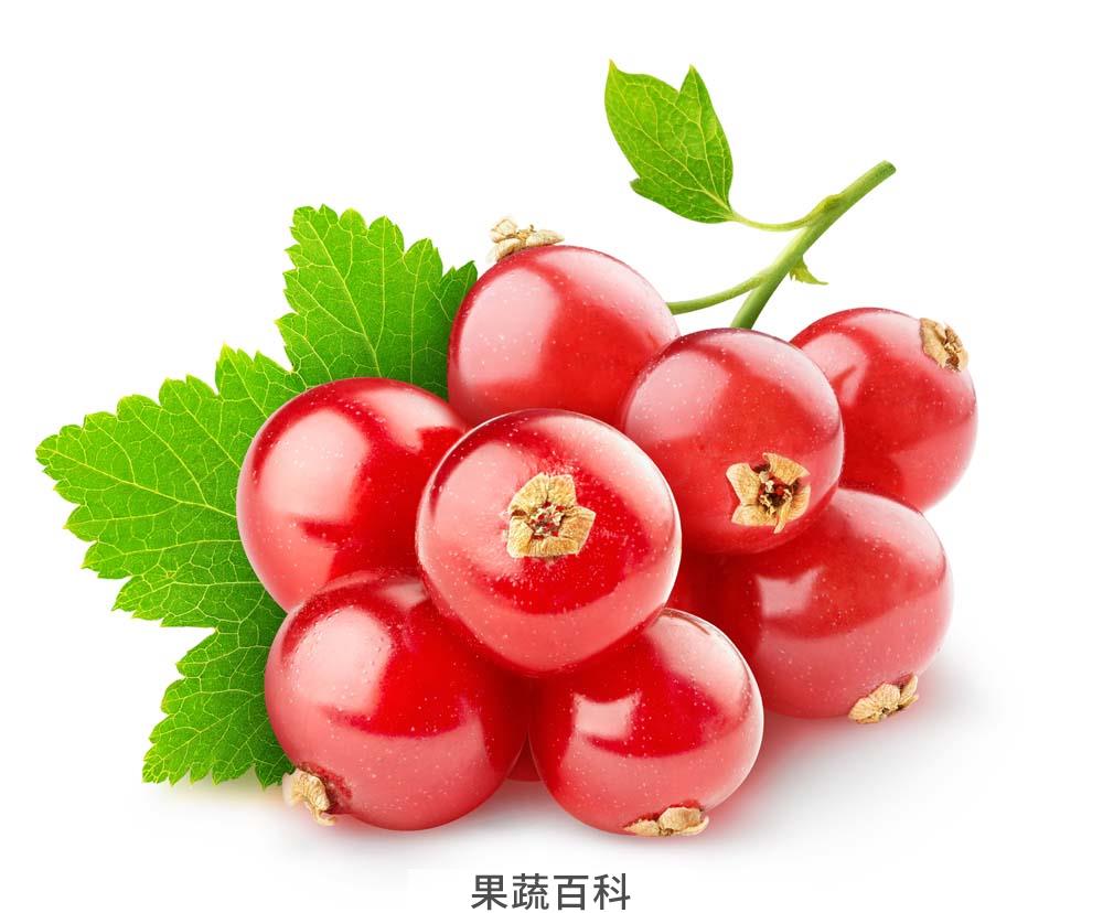 山楂的功效与作用 健胃抑菌促消化