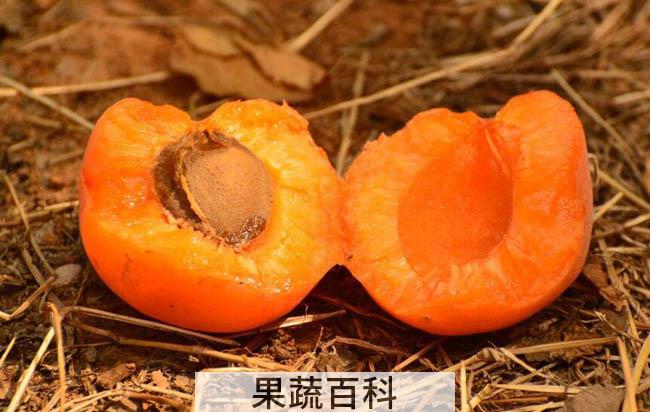 杏子的功效与作用 含丰富维生素B17能抗癌