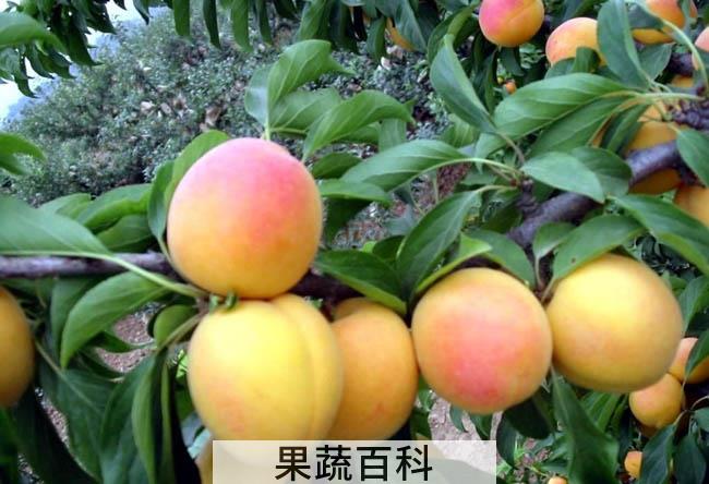 杏子的功效与作用 含丰富维生素B17能抗癌