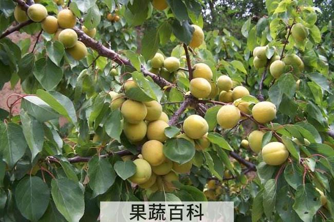 杏子的功效与作用 含丰富维生素B17能抗癌