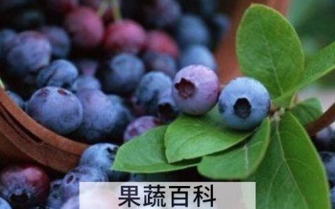 蓝莓花青素的功效与作用