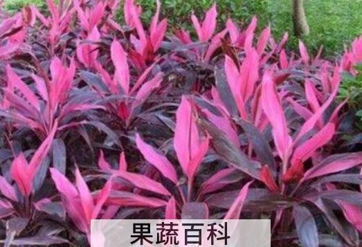 红色朱蕉如何快速生根 红叶朱蕉如何修剪