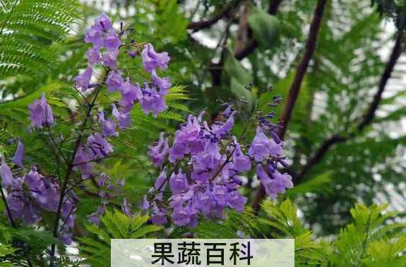 南洋楹和凤凰木的区别