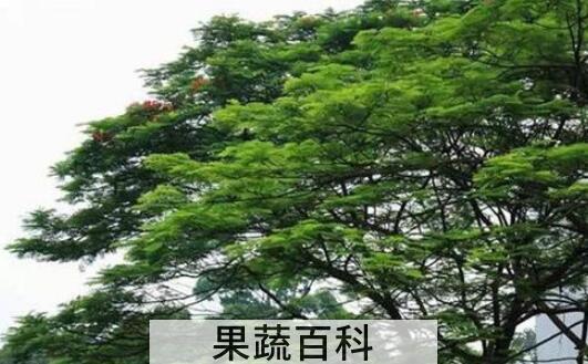 南洋楹和凤凰木的区别