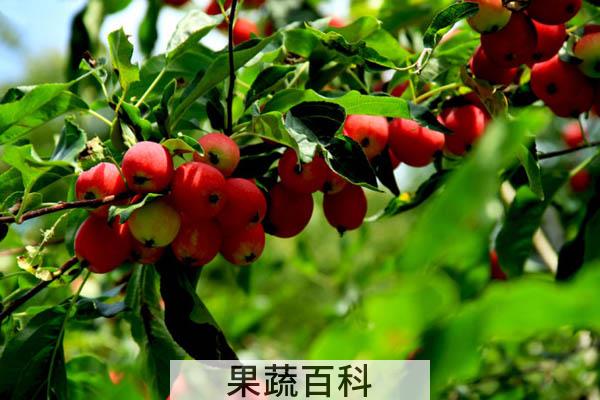 海棠果的功效与作用 营养丰富生津止渴