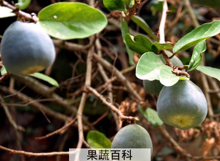 薜荔果是什么，薜荔果的功效与作用有哪些？