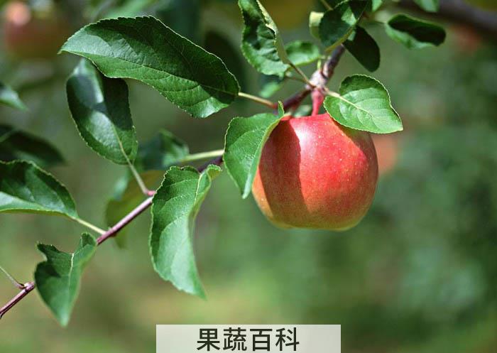 坚持1年每天吃一个苹果 看看你的身体会怎样