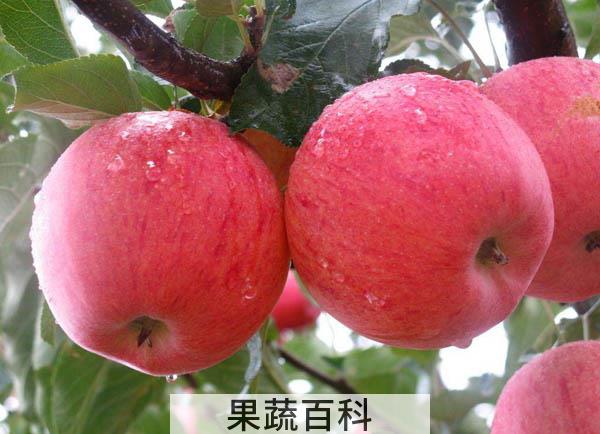 坚持1年每天吃一个苹果 看看你的身体会怎样