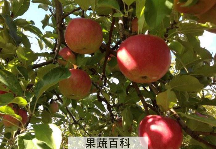坚持1年每天吃一个苹果 看看你的身体会怎样