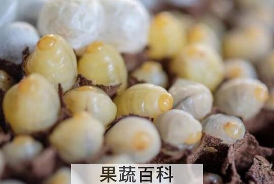 女性经常吃蜂王胎的害处