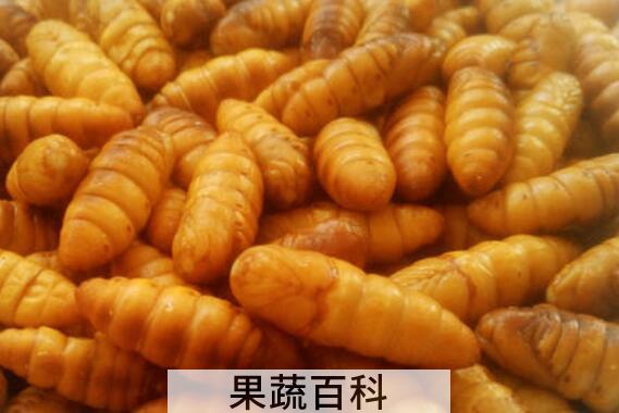 金丝蛹的营养价值和禁忌 什么人不能吃金丝蛹