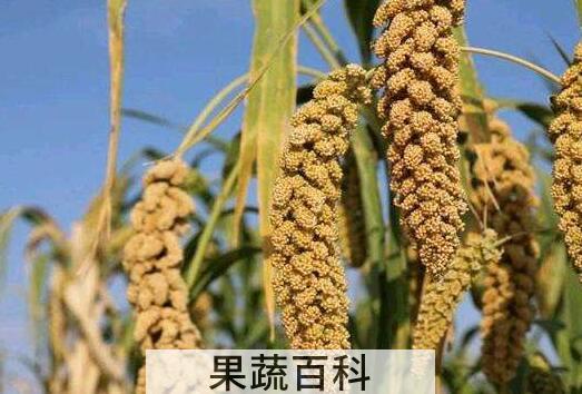 谷子和黍子的功效与作用