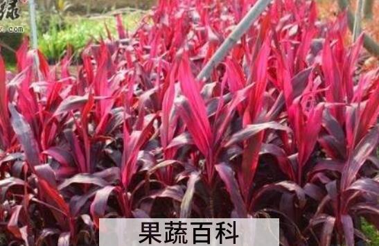 朱蕉的养殖方法和注意事项