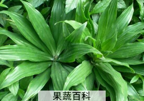 朱蕉的养殖方法和注意事项