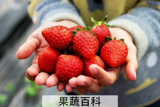 吃草莓的季节是几月份 正常是5月份左右（有大棚过年就能吃）