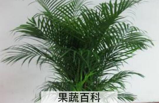 散尾葵的作用与功效