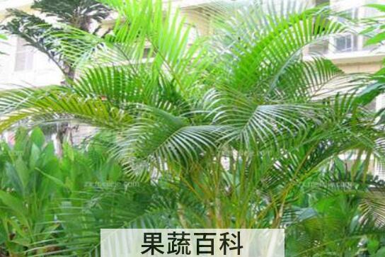 散尾葵的作用与功效