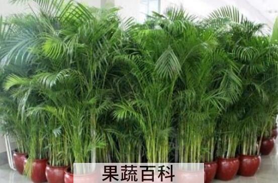 散尾葵和凤尾竹的区别 散尾葵和凤尾竹有什么不同