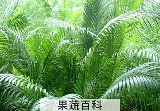 散尾葵的养殖方法和注意事项