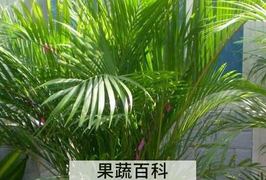 散尾葵的养殖方法和注意事项