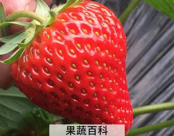 草莓四种正确保存方法 冰草莓可以保存更长时间