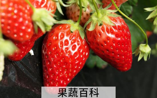 草莓怎么洗才干净 水果百科提醒你