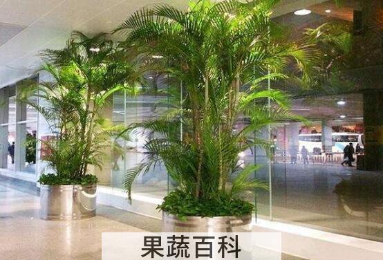 最耐阴的十大室内植物