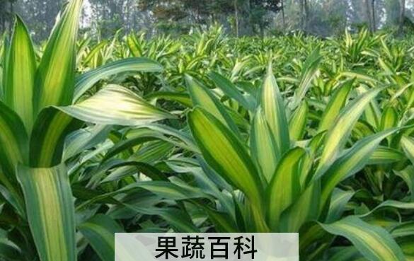 最耐阴的十大室内植物