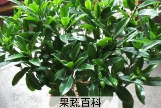 非洲茉莉对人有啥好处 非洲茉莉的扦插方法