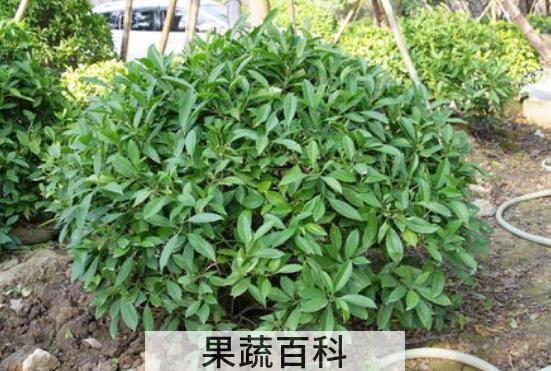 非洲茉莉对人有啥好处 非洲茉莉的扦插方法