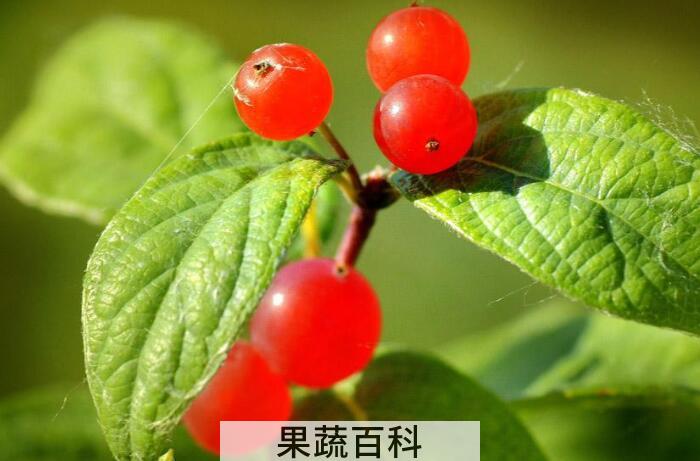 花红的功效与作用，花红四种功效有益人体健康