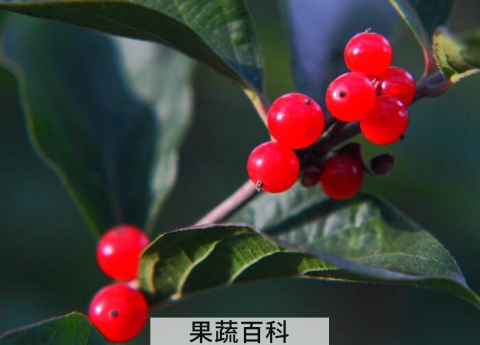 花红的功效与作用，花红四种功效有益人体健康