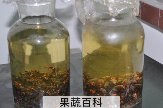 地龙蜂酒的功效与作用