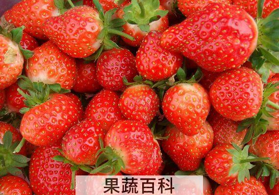 草莓的功效与作用禁忌 降血脂助消化（肾不好的要少吃）