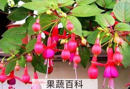 灯笼花的养殖方法和注意事项