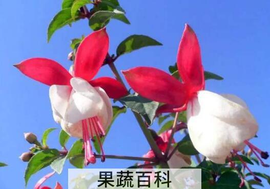 灯笼花的养殖方法和注意事项