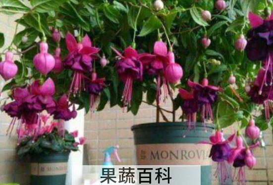 灯笼花的扦插方法和注意事项