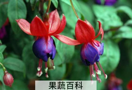 灯笼花的扦插方法和注意事项