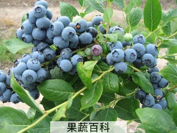 淘米水的特殊功用 蓝莓怎么洗
