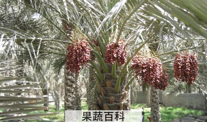 椰枣的功效与作用剖析，原来椰枣还能防病