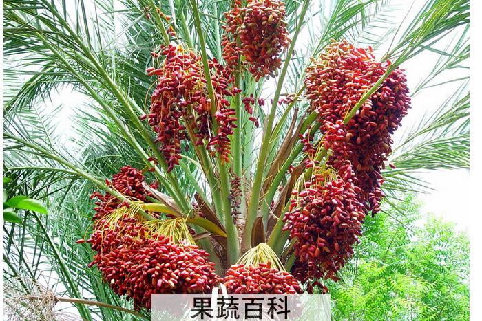 椰枣的功效与作用剖析，原来椰枣还能防病