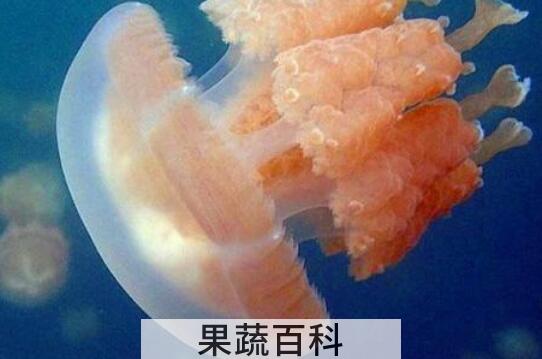海蜇和水母的区别