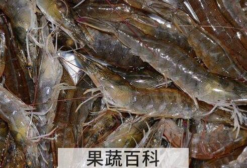 基围虾的营养价值 吃基围虾的好处