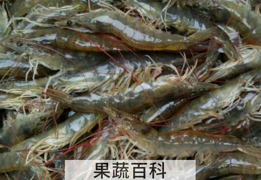 基围虾的营养价值 吃基围虾的好处