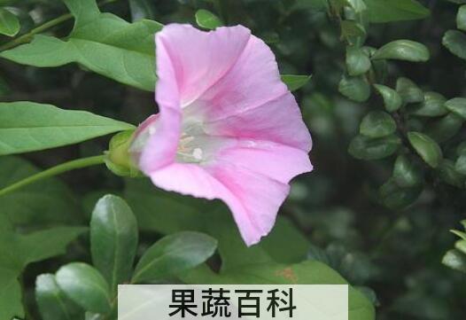 打碗花的功效与作用 
