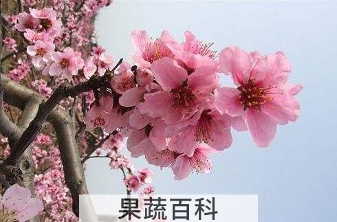 桃花的功效与作用 桃花的禁忌