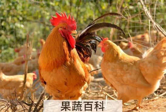 三黄鸡的功用及禁忌人群