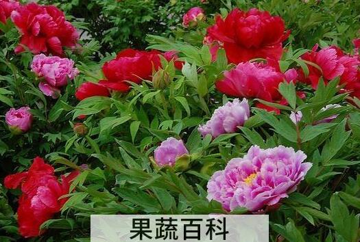 紫芍药花的功效与作用